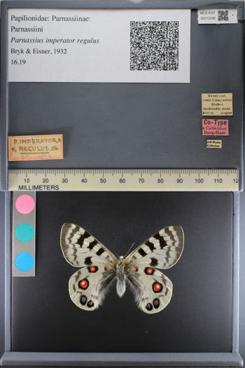 Media type: image;   Entomology 210246